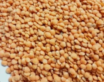 렌틸 재배 봄 파종 배수 확보 건조 수확_6