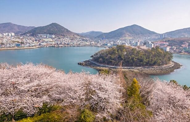 돌산공원 벚꽃길