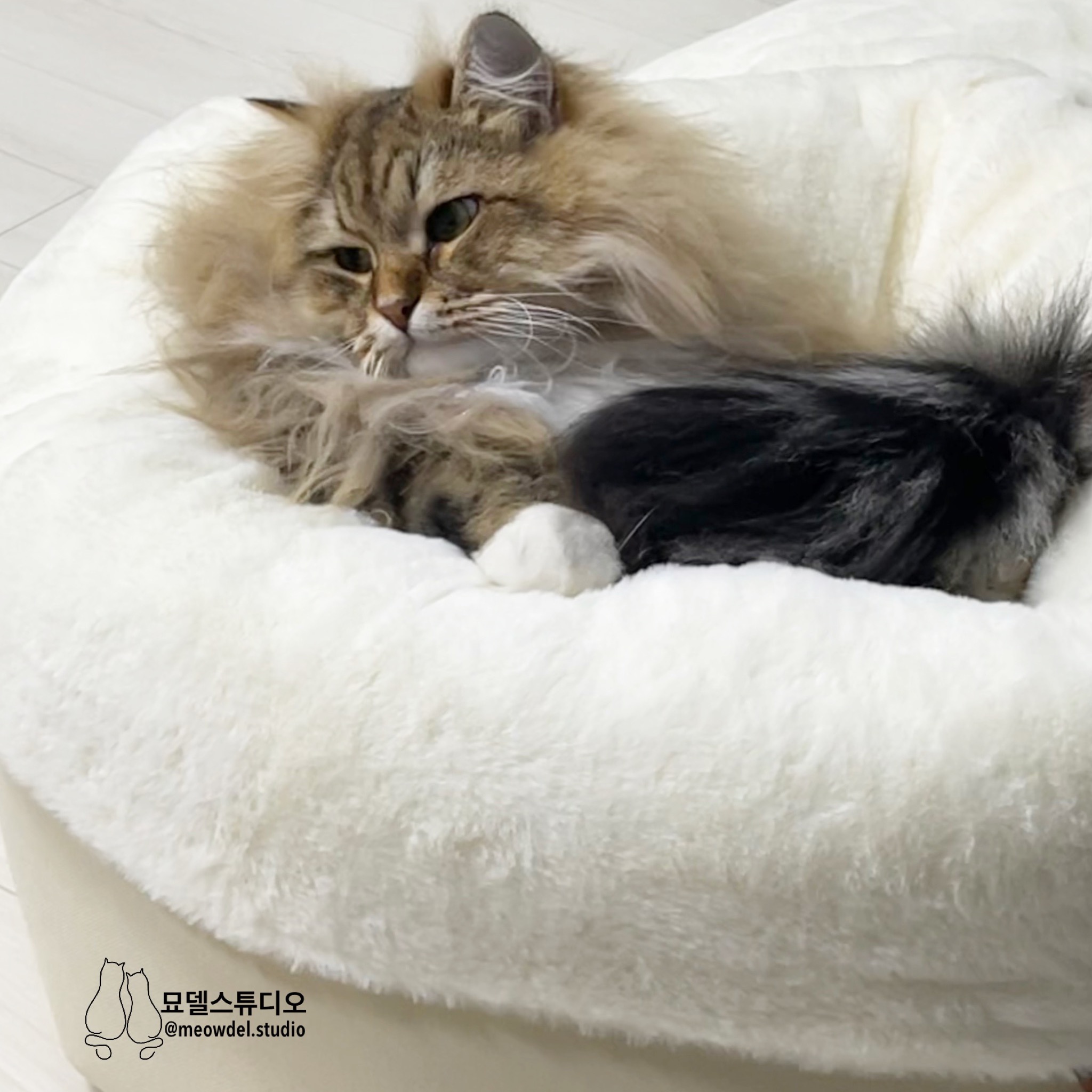 옥희독희퐁당쿠션