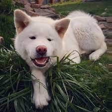 풀을 띁어먹는 강아지 사진