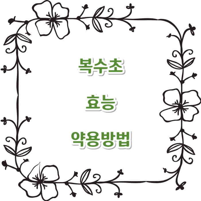 복수초 효능 약용방법