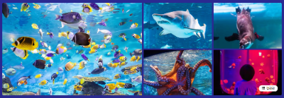 코엑스 아쿠아리움: &amp;#39;해피 칠(Chill) 발렌타인데이&amp;#39; 이벤트