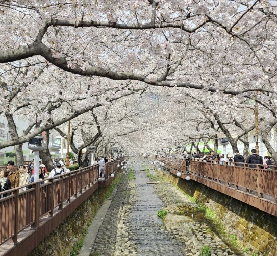 진해-벚꽃-축제