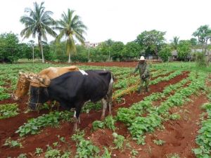 생태학적 농업 사진