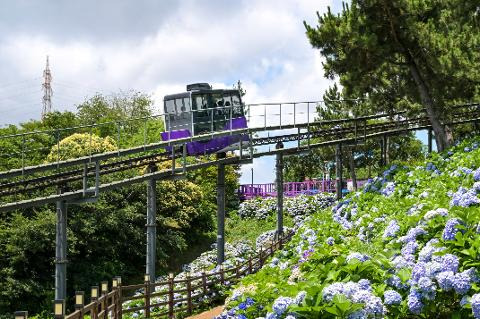 고래광장 근처 수국
