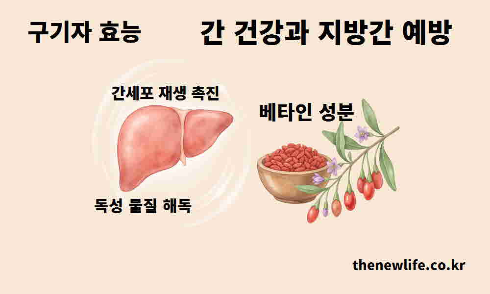 구기자 효능 간 건강 지방간 예방