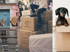 거실에-잔뜩-이삿짐이-쌓여있고-강아지도-박스에서-얼굴을-내미는-모습