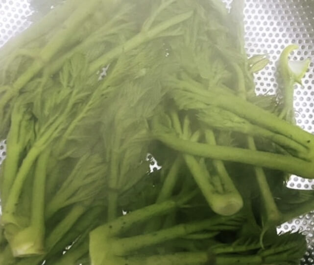 두릅 데치는 시간