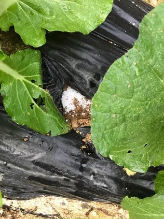 김장배추 웃거름비료 주는시기와 방법을 안내_25