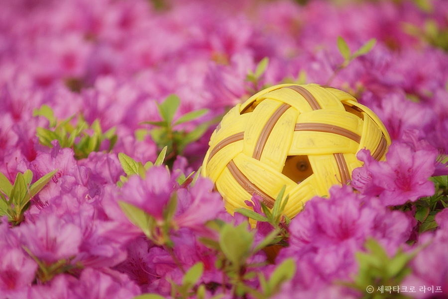 세팍타크로바탕화면