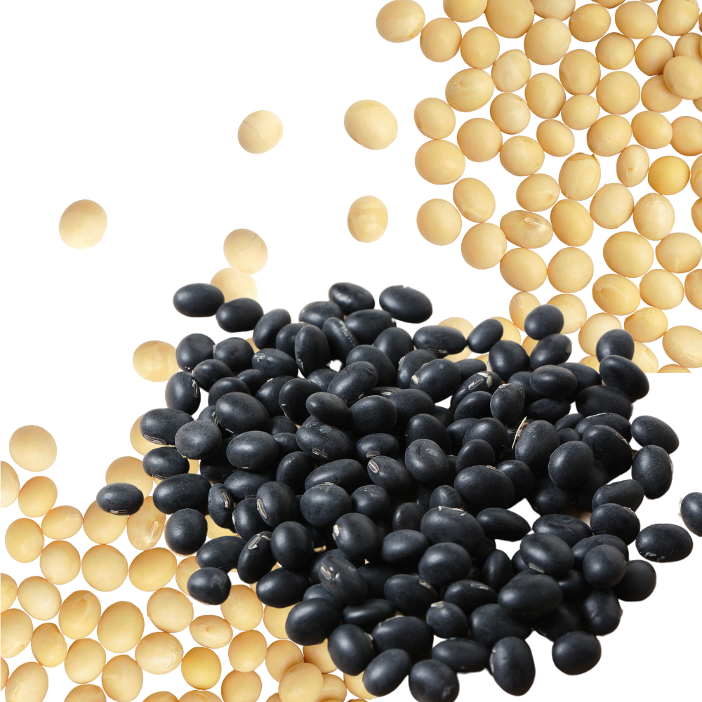 검은콩과 일반콩(백태)이 나란히 놓여 있는 비교 이미지