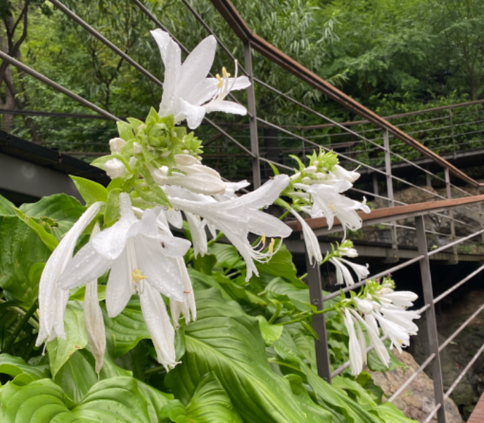 화담숲 예약방법 예약하기 모노레일 정보