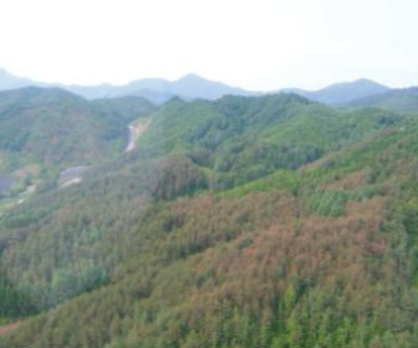 솔잎혹파리