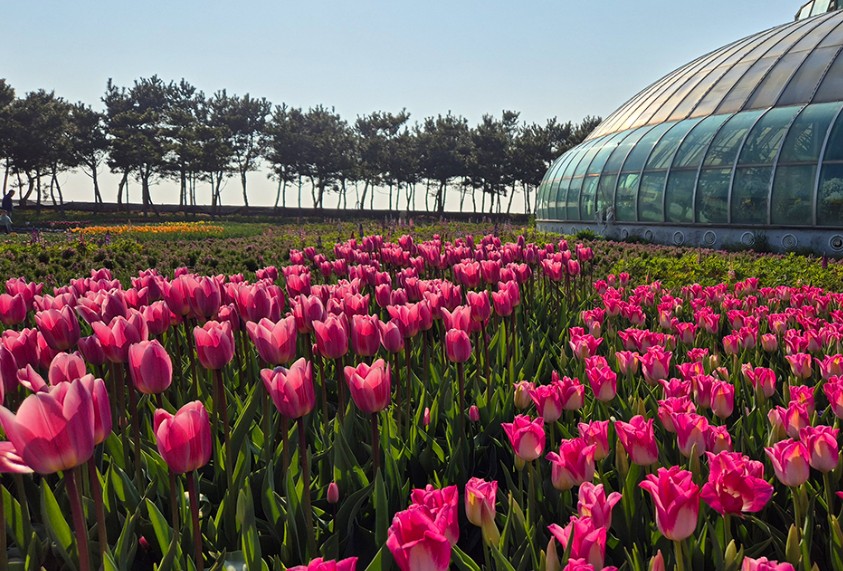 태안 튤립축제 기간 입장료 할인