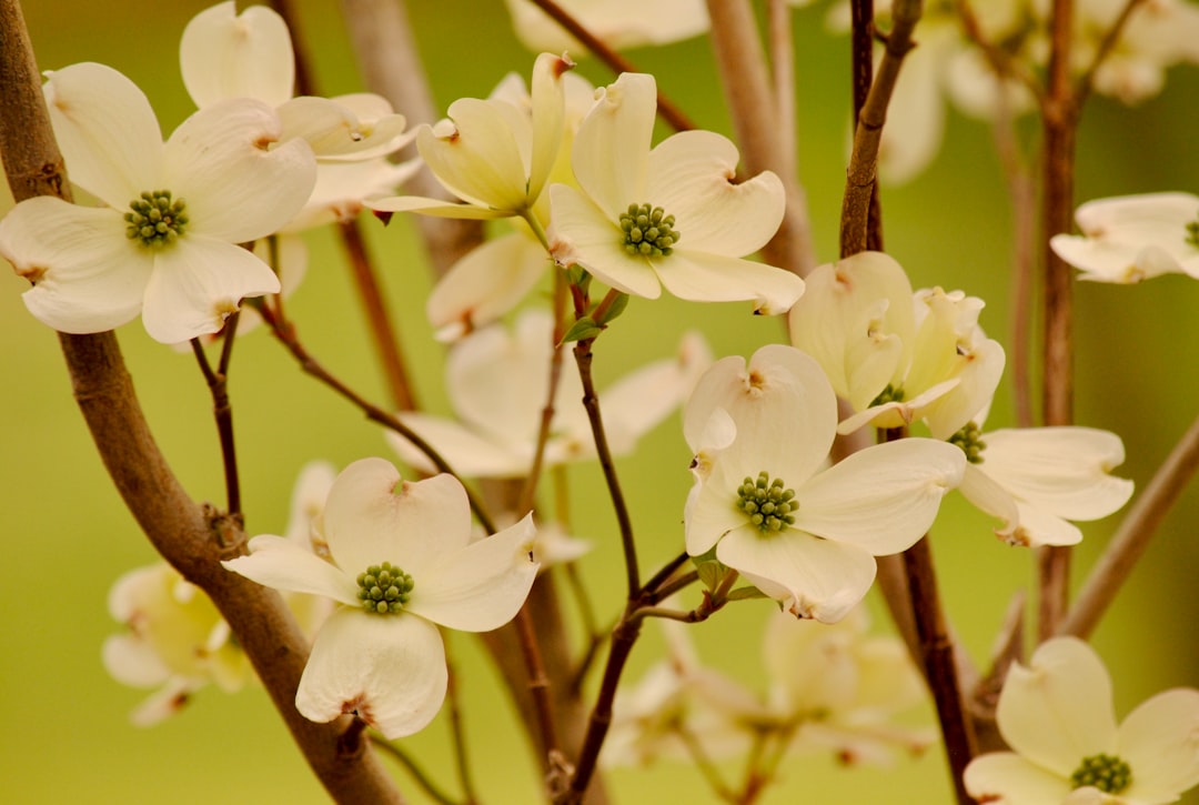 Cornus
