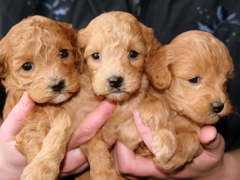 아기강아지 키우기