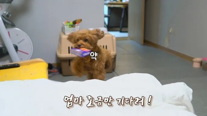 강아지 아플 때 증상 10가지 주의해야 할 건강 신호_5