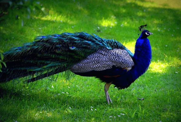풀밭에 우아한 공작새가 있다. 깃털이 매우 길고 풍성하며 파란색이다.