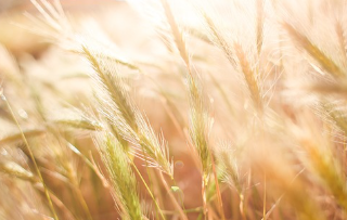 카뮤트 효소와 효능