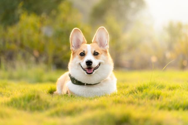 canine atopic dermatitis