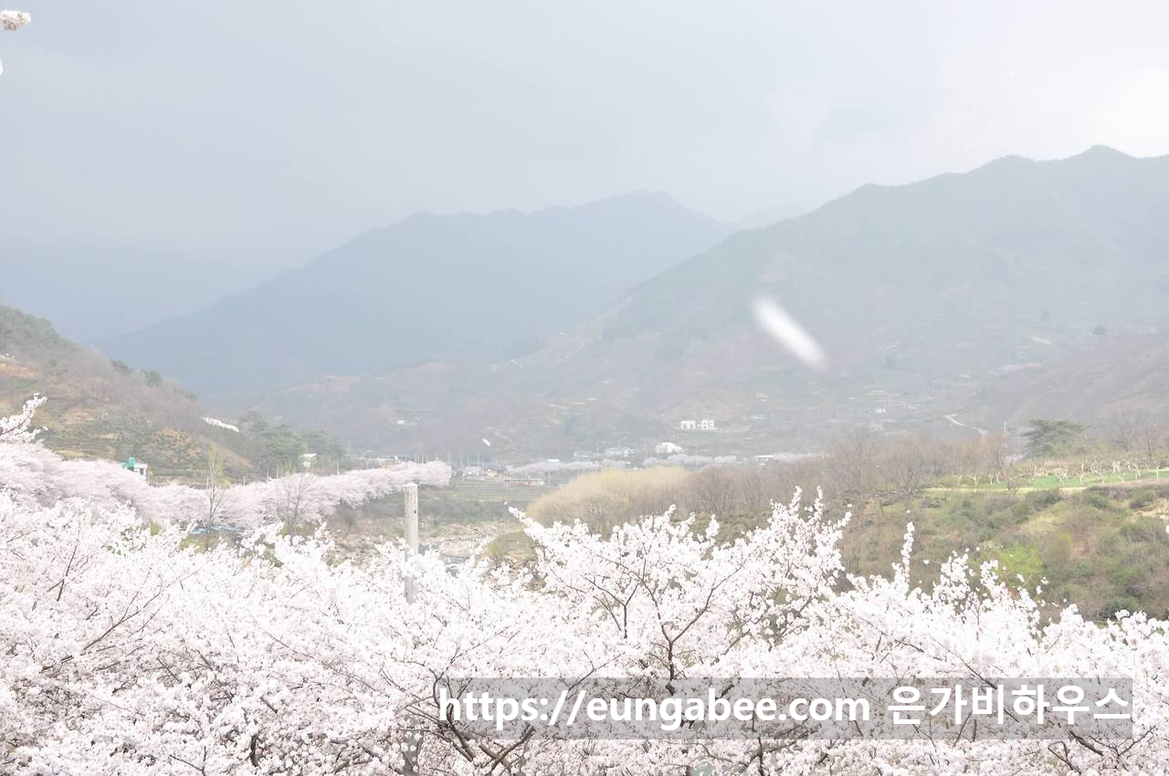 하동 십리 벚꽃길