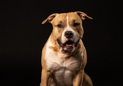 근육이 돋보이는 핏불.