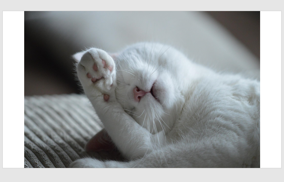 고양이 이미지 불러오기