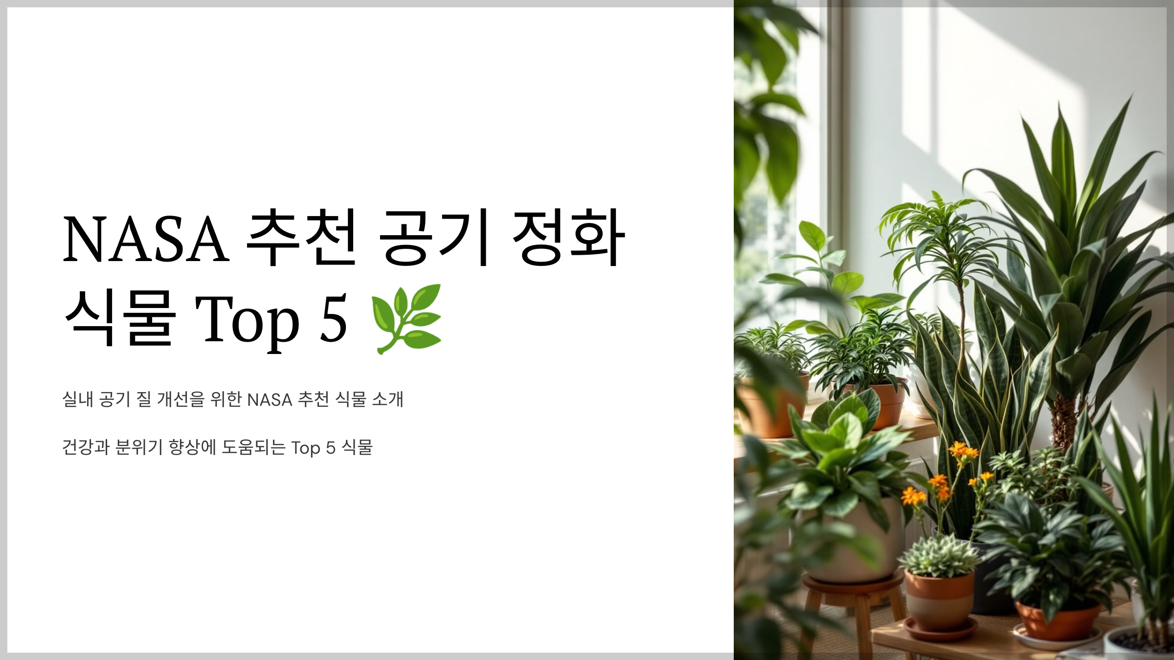NASA 추천 공기 정화 식물 Top 5