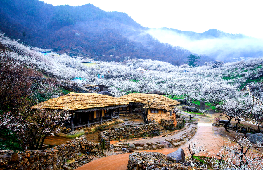 2025 광양 매화축제 완벽 가이드 ❘ 일정, 주차, 맛집 총정리!