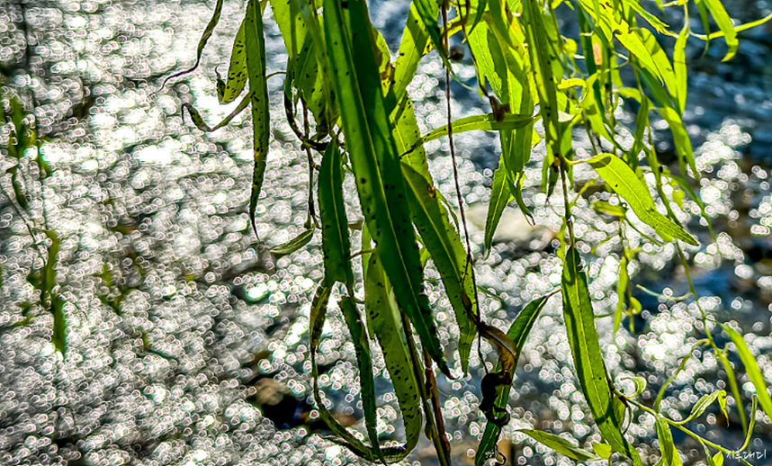 아이폰 14 프로 인물사진 모드의 배경흐림 보케