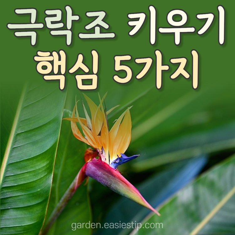 극락조 키우기