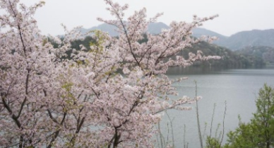 오서산-벚꽃