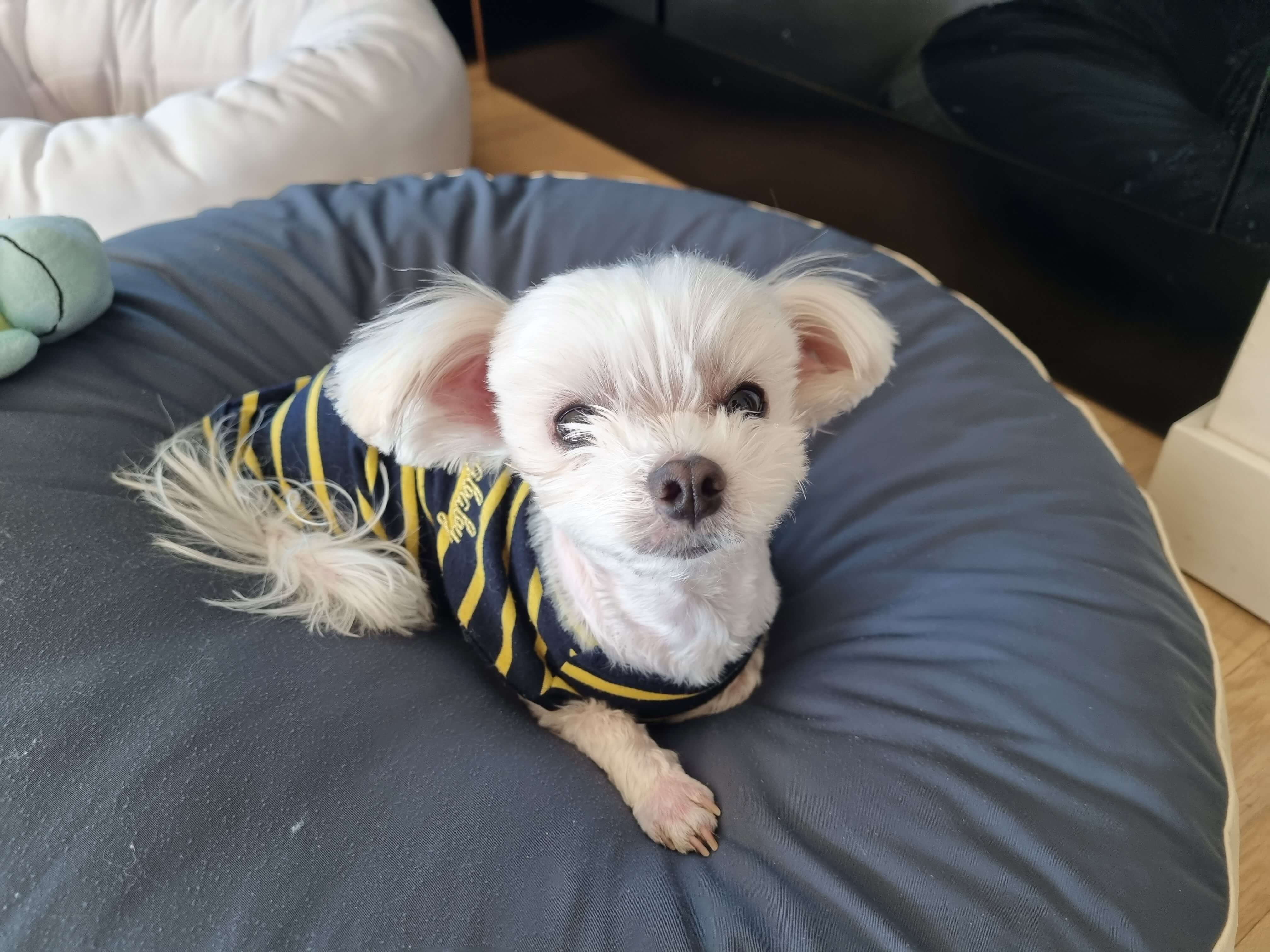 강아지-이름-두부