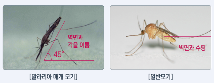 말라리아 모기 특징