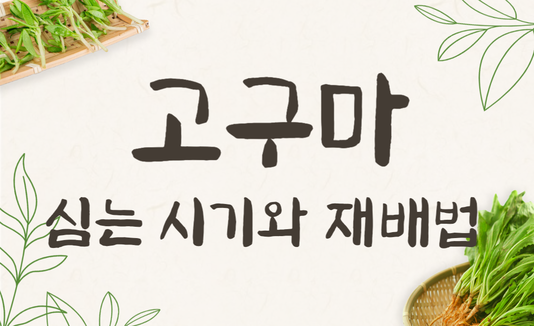 고구마 심는 시기와 재배방법 총정리! 초보도 쉽게 수확까지