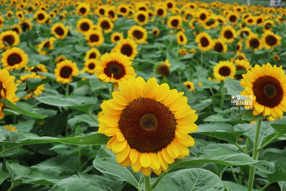 경주 해바라기 명소 , 경주 해바라기 밭 위치 모음, 7~8월 경주 여름 가볼만한곳, 첨성대