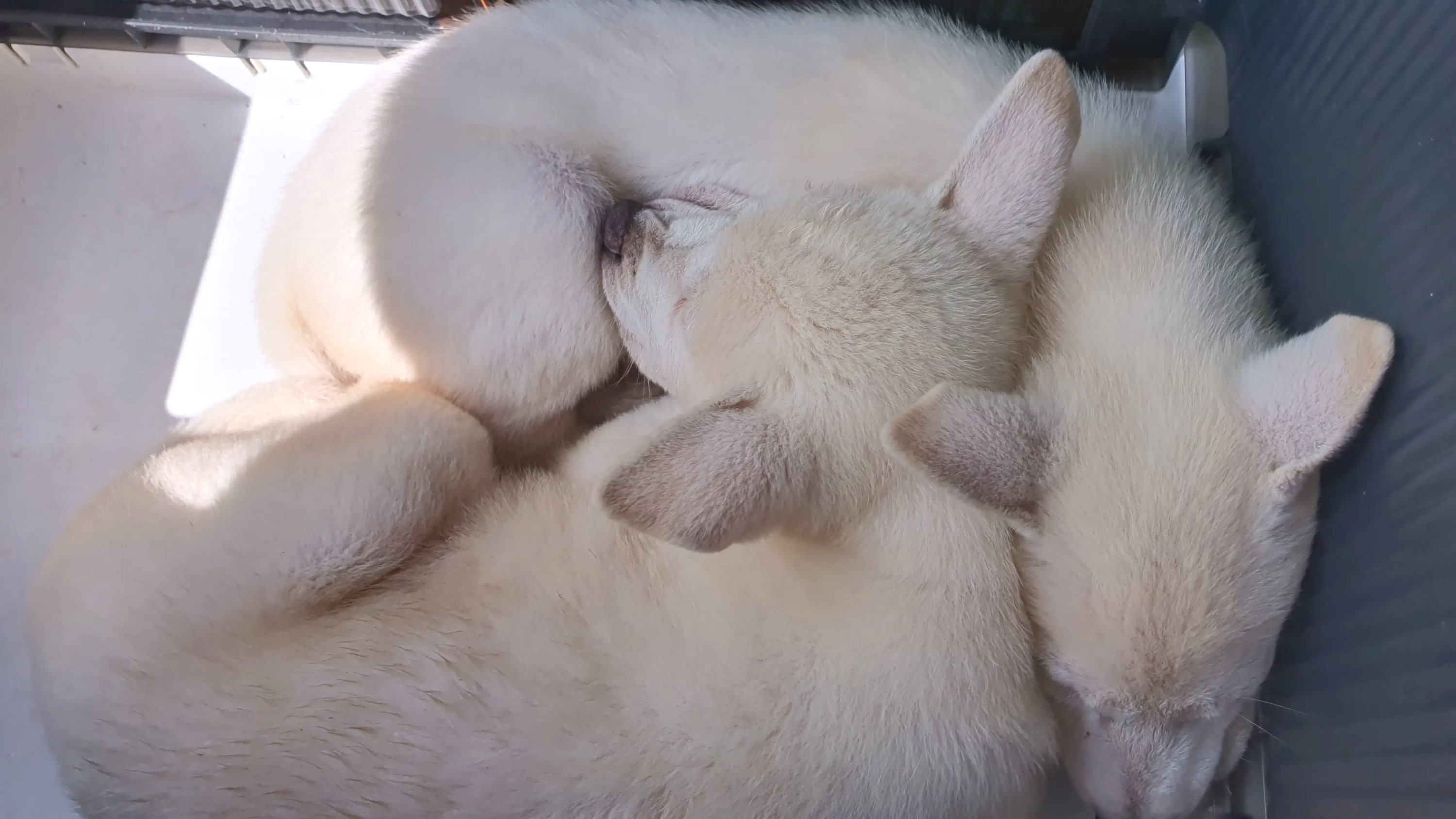 차-안-켄넬에서-서로-붙어서-자고있는-아기진돗개-두마리