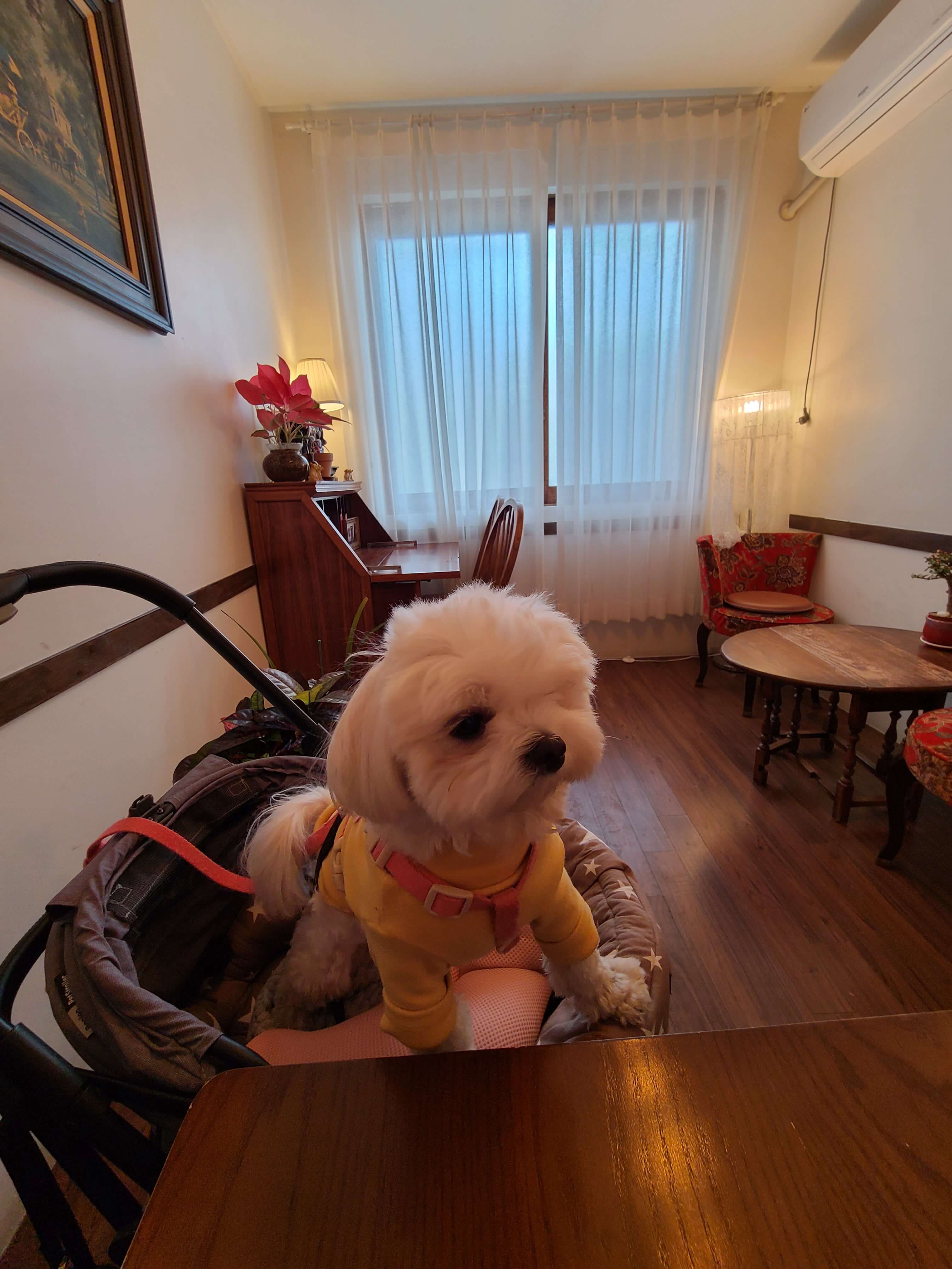 수원 애견동반카페