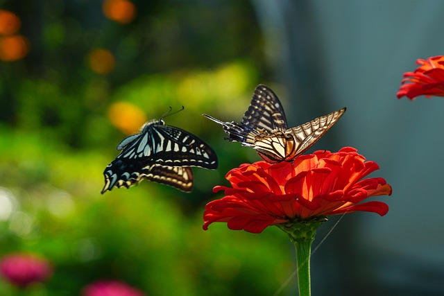 나비 사진