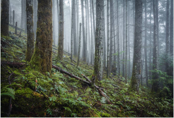 화담숲 벚꽃 예약