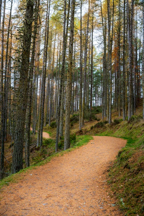 설날 다이어트 - 명절 음식 먹으면서도 살 덜 찌는 비법