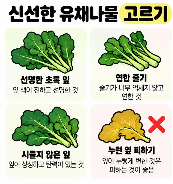 선명한 초록 잎과 연한 줄기, 시든 잎을 비교해 신선한 유채나물 고르는 법을 보여주는 카드