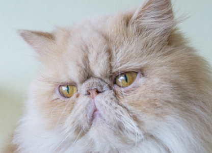 페르시아 고양이 업로드.