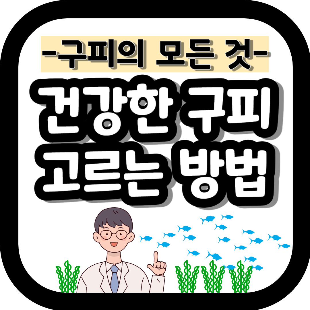 마트에서 건강한 구피 고르는 방법