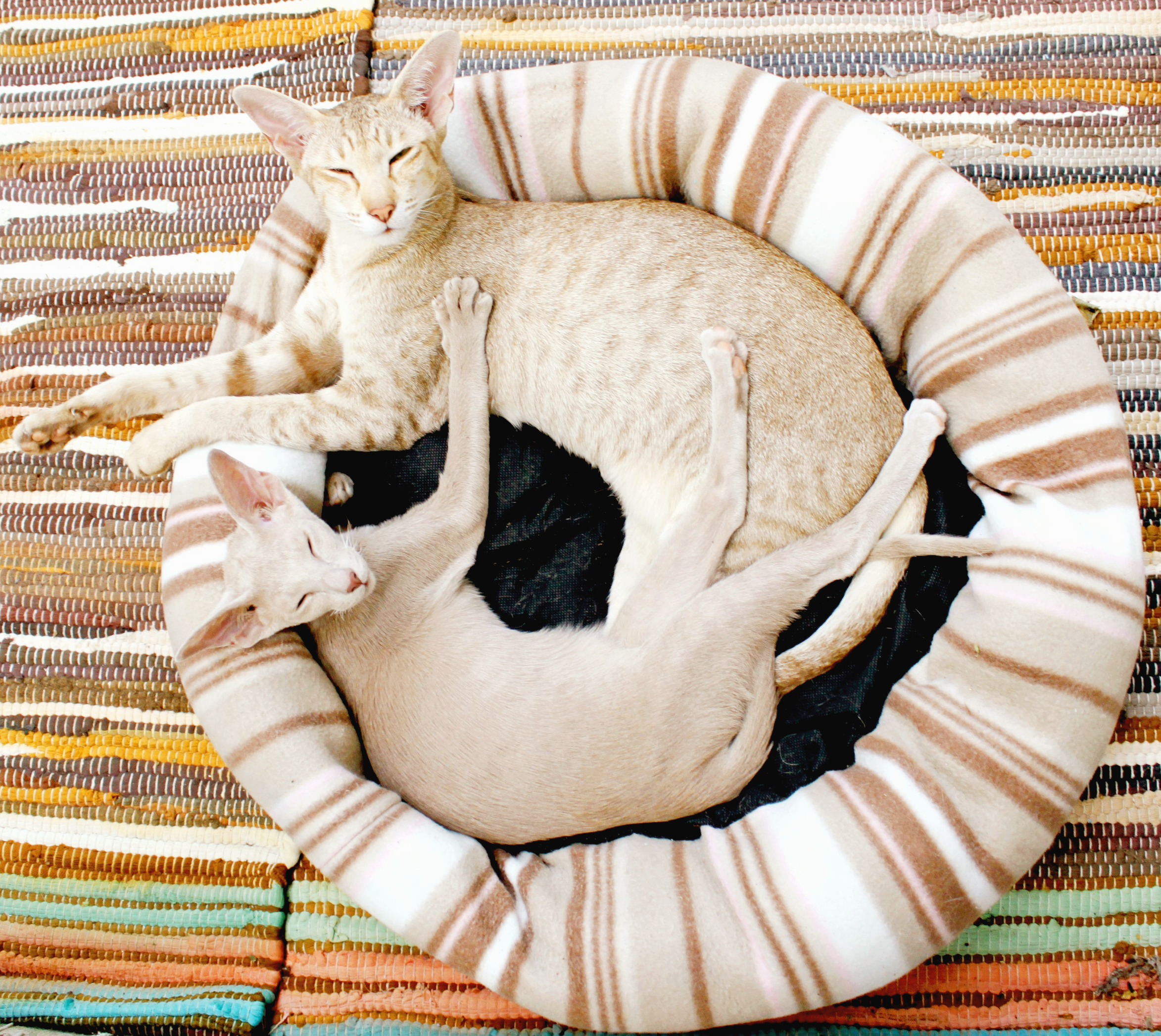 고양이 첫 입양 후 3일, 숨기만 하는 아이에게 보호자가 해줄 수 있는 것