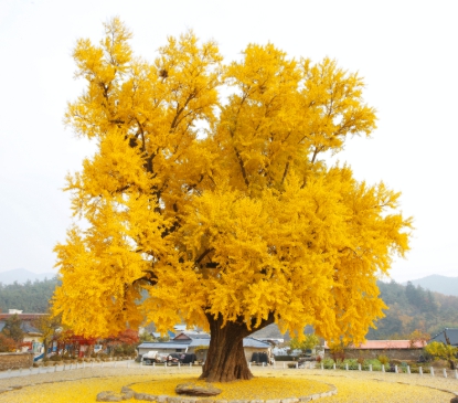 가을에 피는 꽃 은행나무