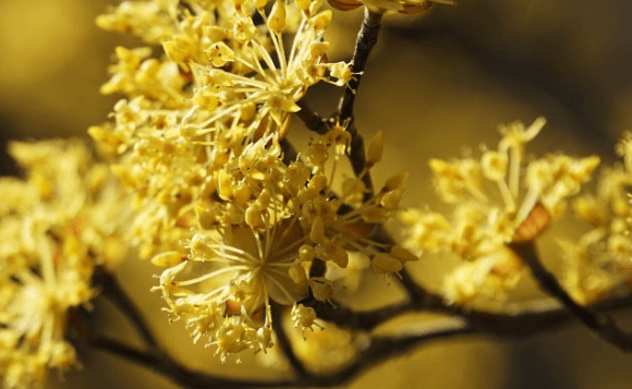 이천백사 산수유꽃축제