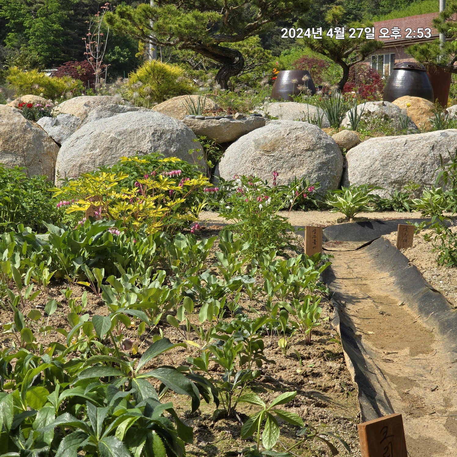 이팝&middot;조팝나무: 봄마다 느껴보는 약제로 사용되는 목상산과 수선국이라 불리는 조팝나무의 전설&amp;#44; 주말에 들러본 가족농장 