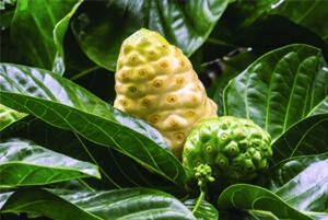 노니 효능 부작용 분말 복용법 8