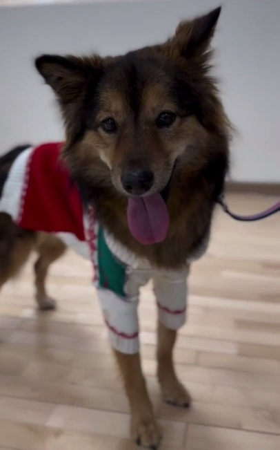 도우미견나눔센터 홈커밍데이 경기도